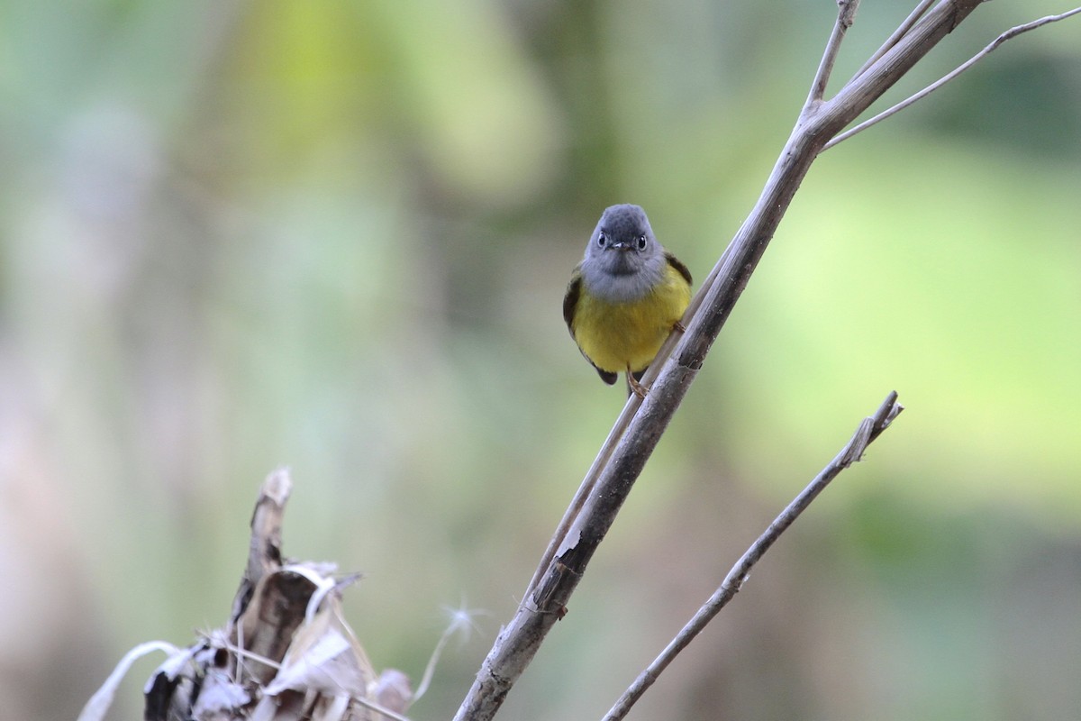 Gray-headed Canary-Flycatcher - ML647678422