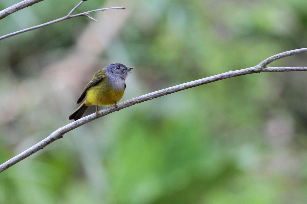 Gray-headed Canary-Flycatcher - ML647678423