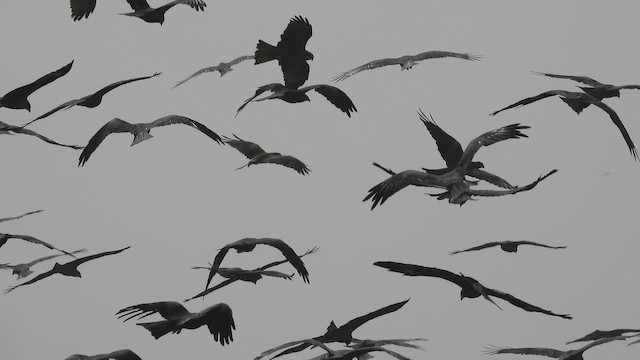 luňák hnědý - ML647678424