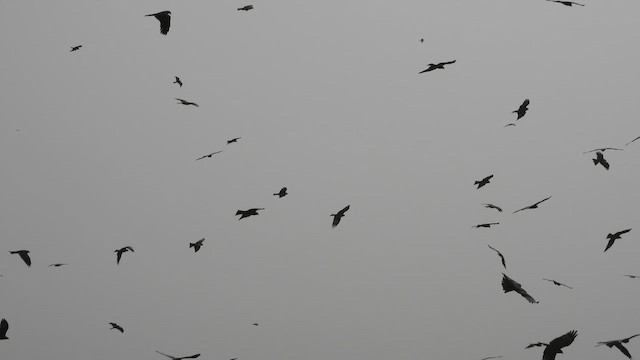 luňák hnědý - ML647678436