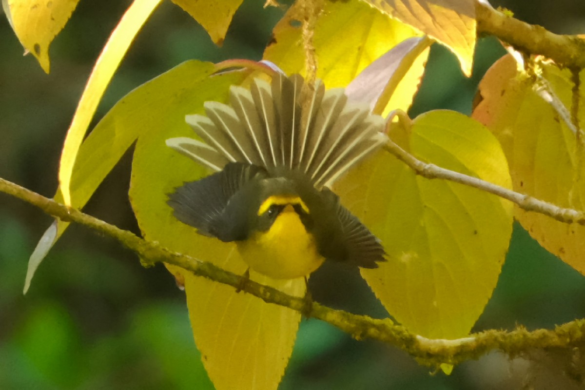 Yellow-bellied Fairy-Fantail - ML647678437