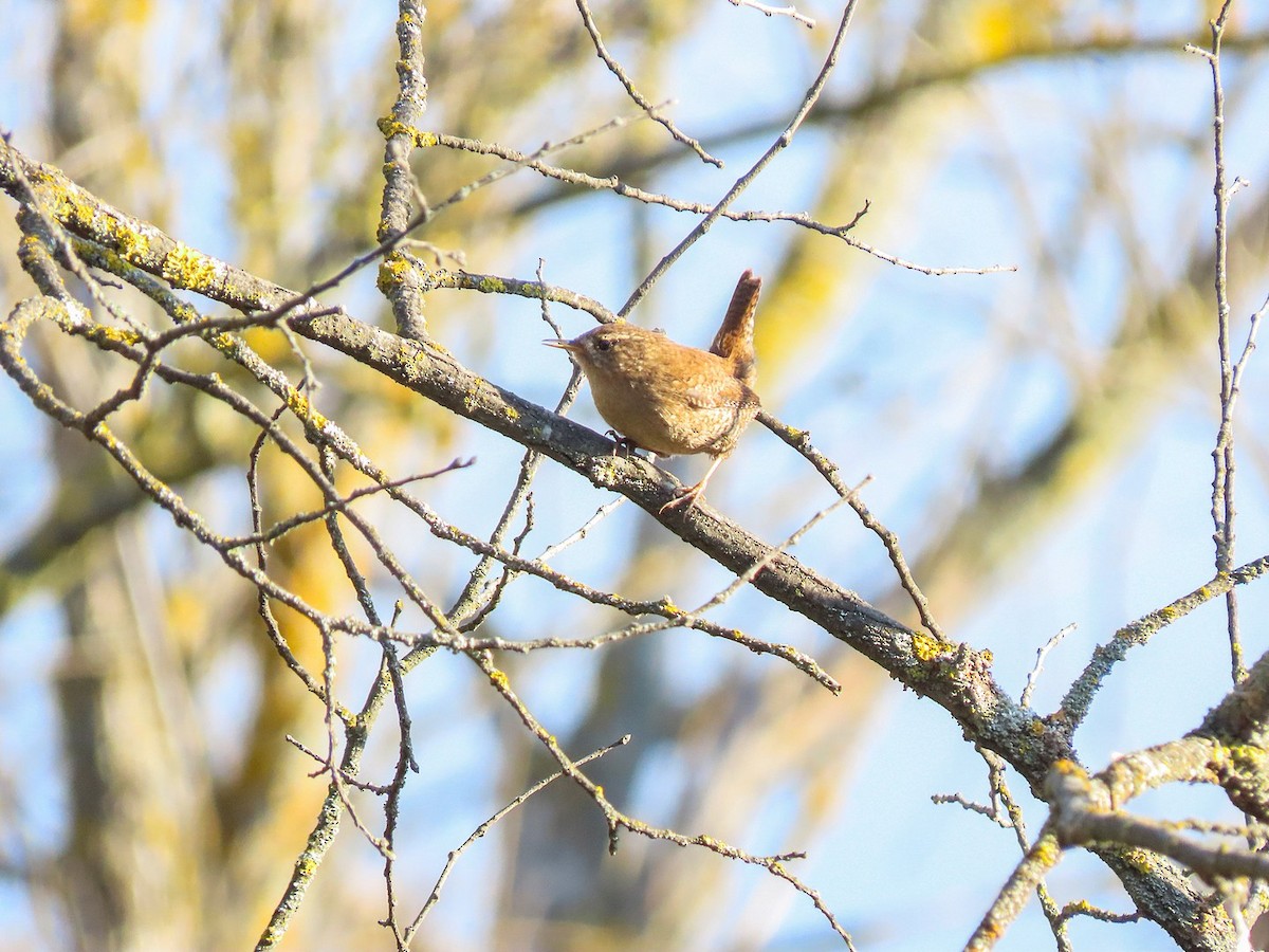 ミソサザイ - ML647678451