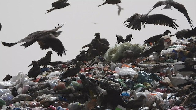 luňák hnědý - ML647678480