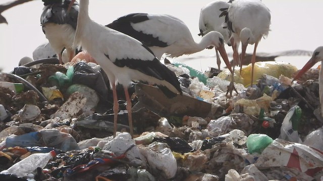 Leylek - ML647678489