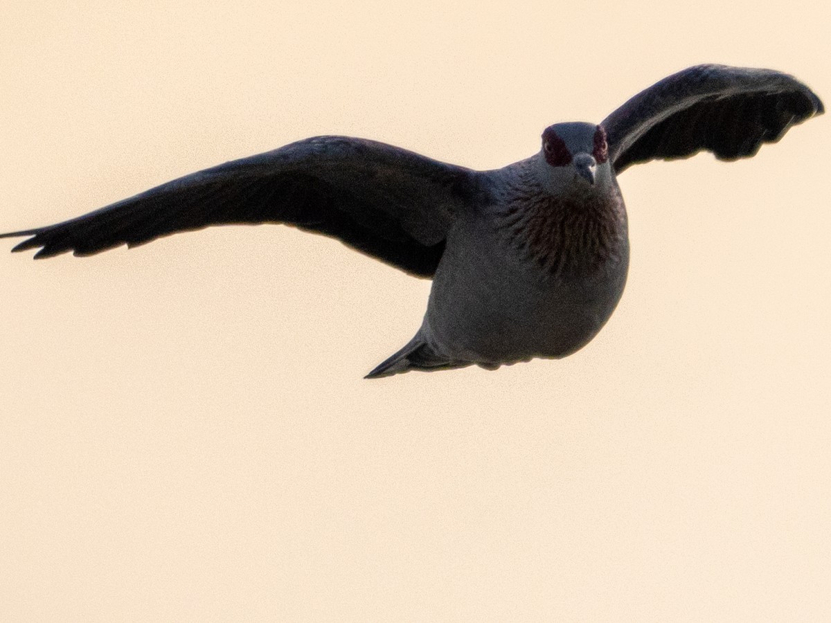 Uso ginearra - ML647678492