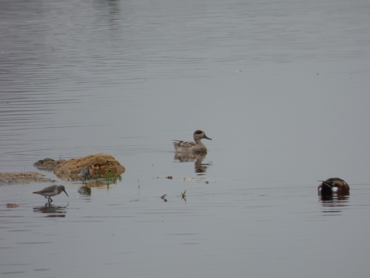 Marbled Duck - ML647678498