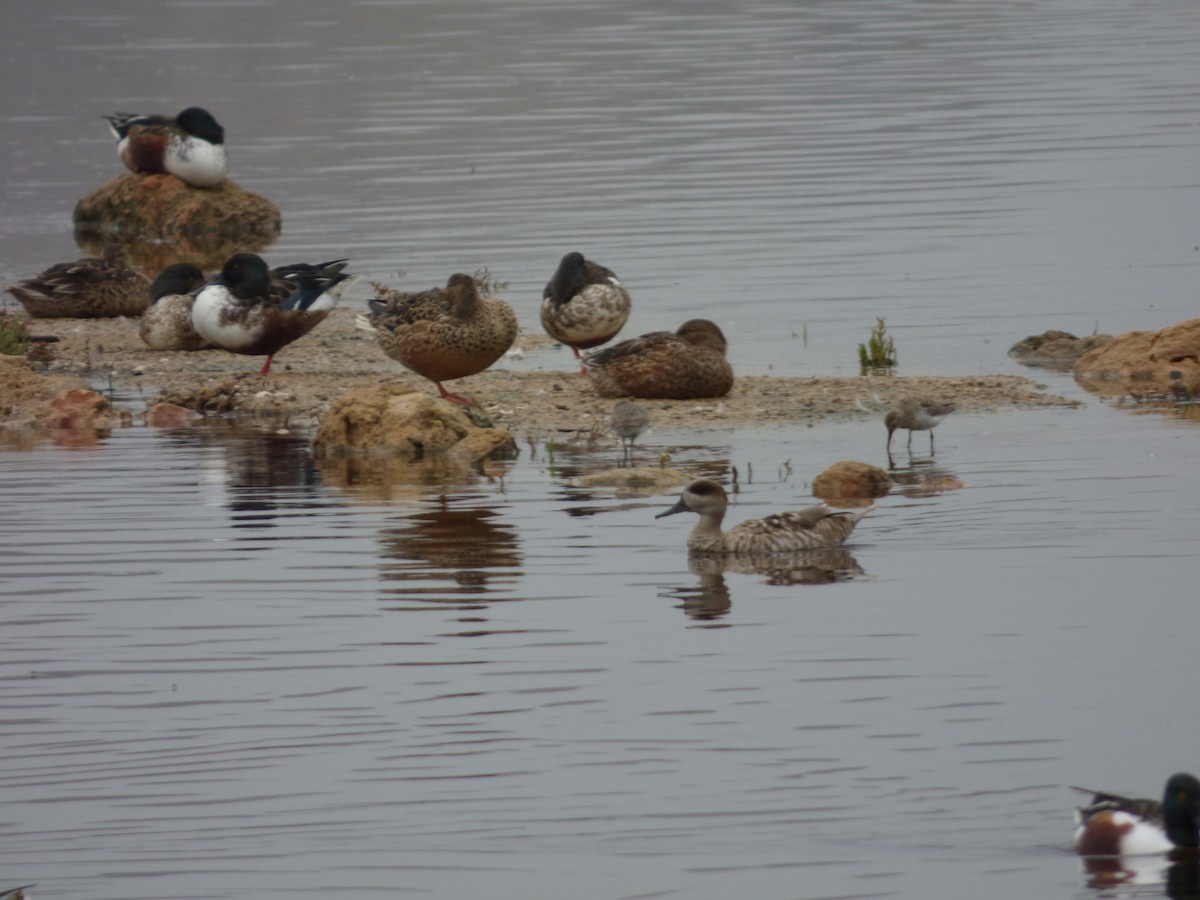 Marbled Duck - ML647678499