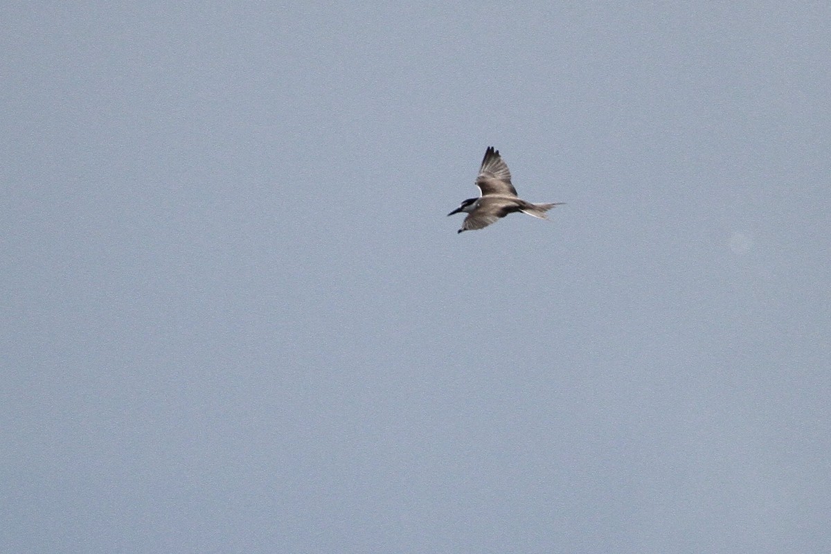 Bridled Tern - ML647678513