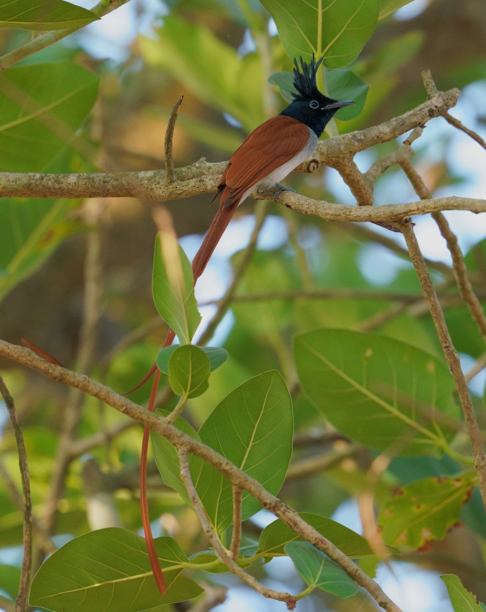Indian Paradise-Flycatcher - ML647678518