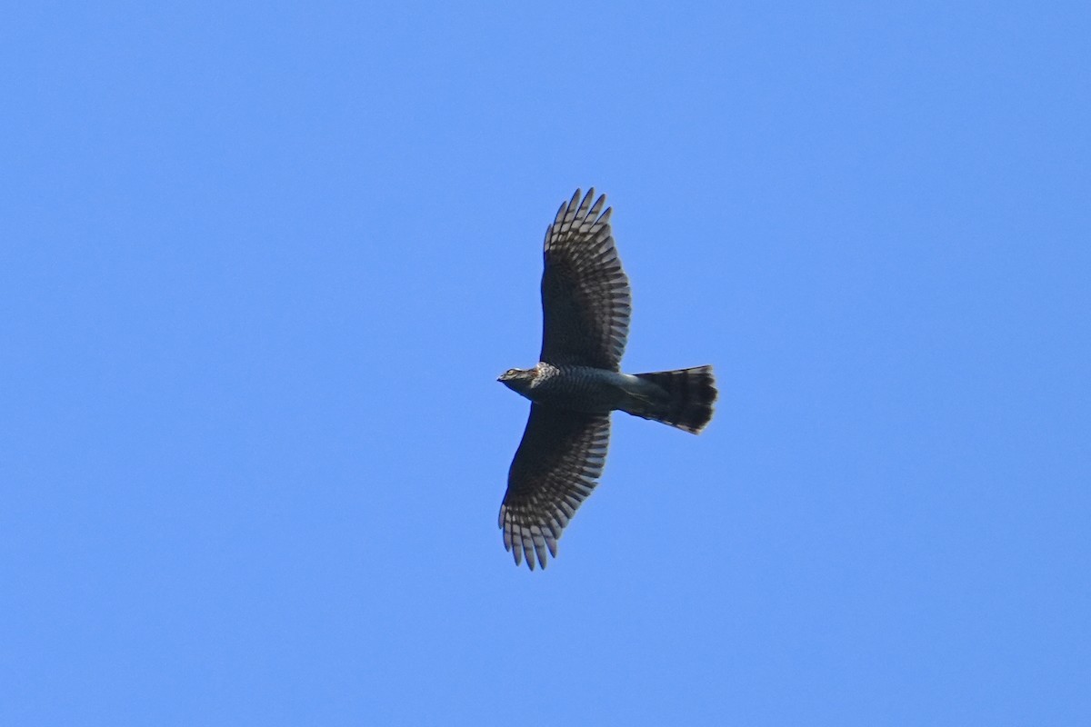 Gabirai arrunta - ML647678523