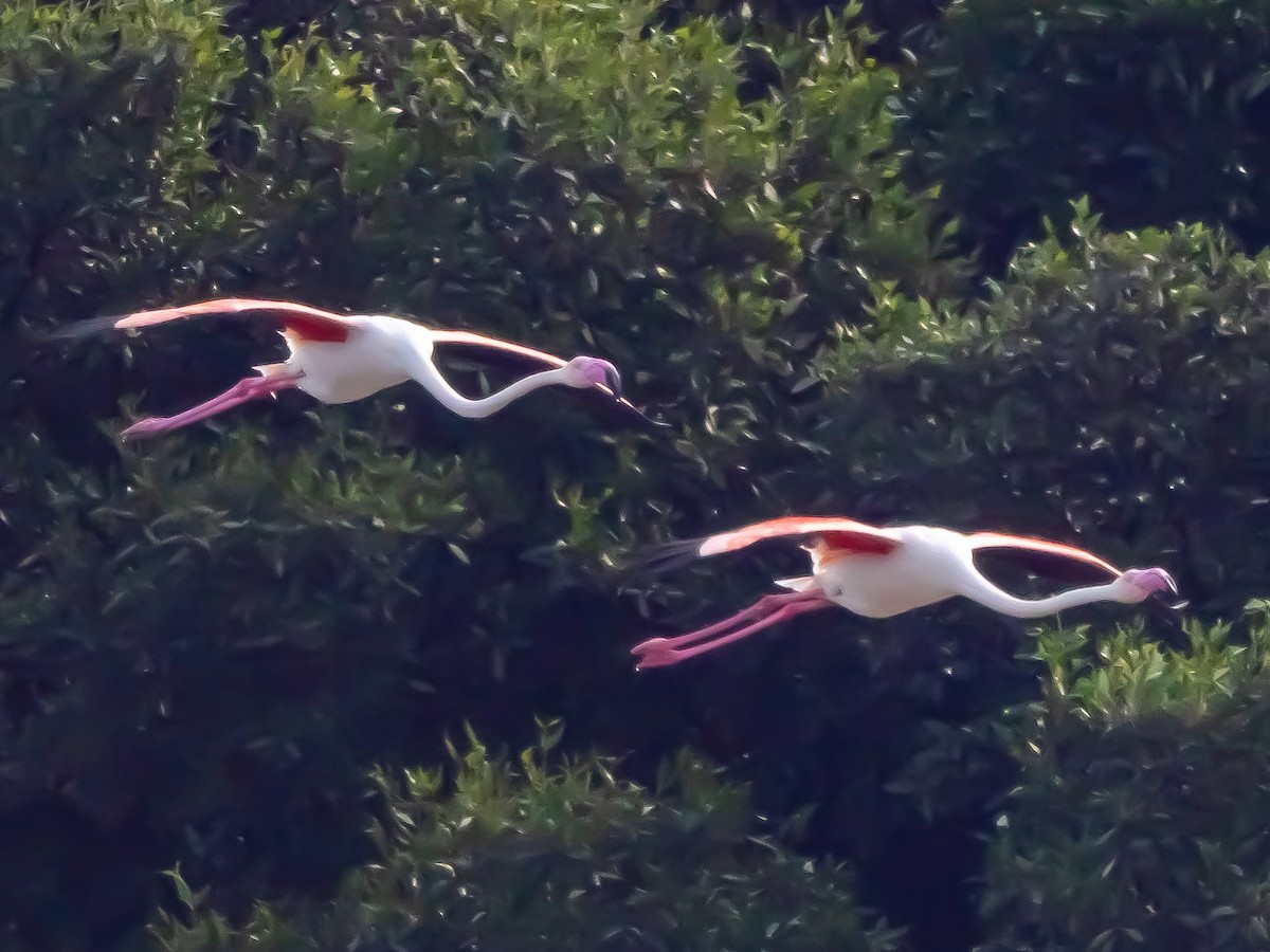 Flamenko handia - ML647678525