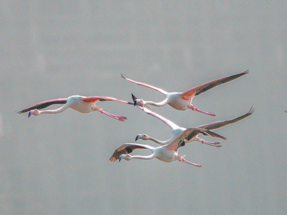 Flamenko handia - ML647678526