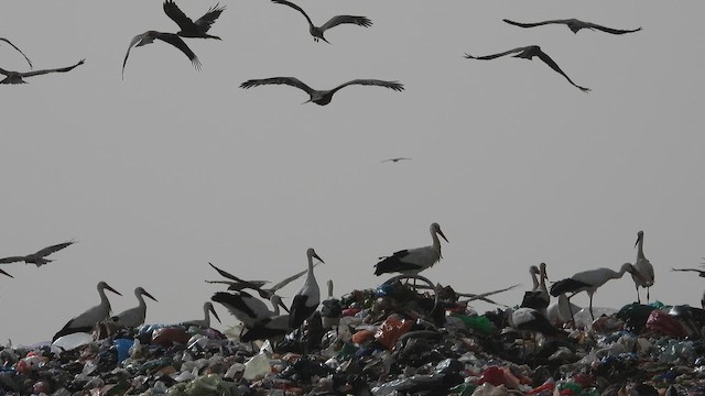 Leylek - ML647678528