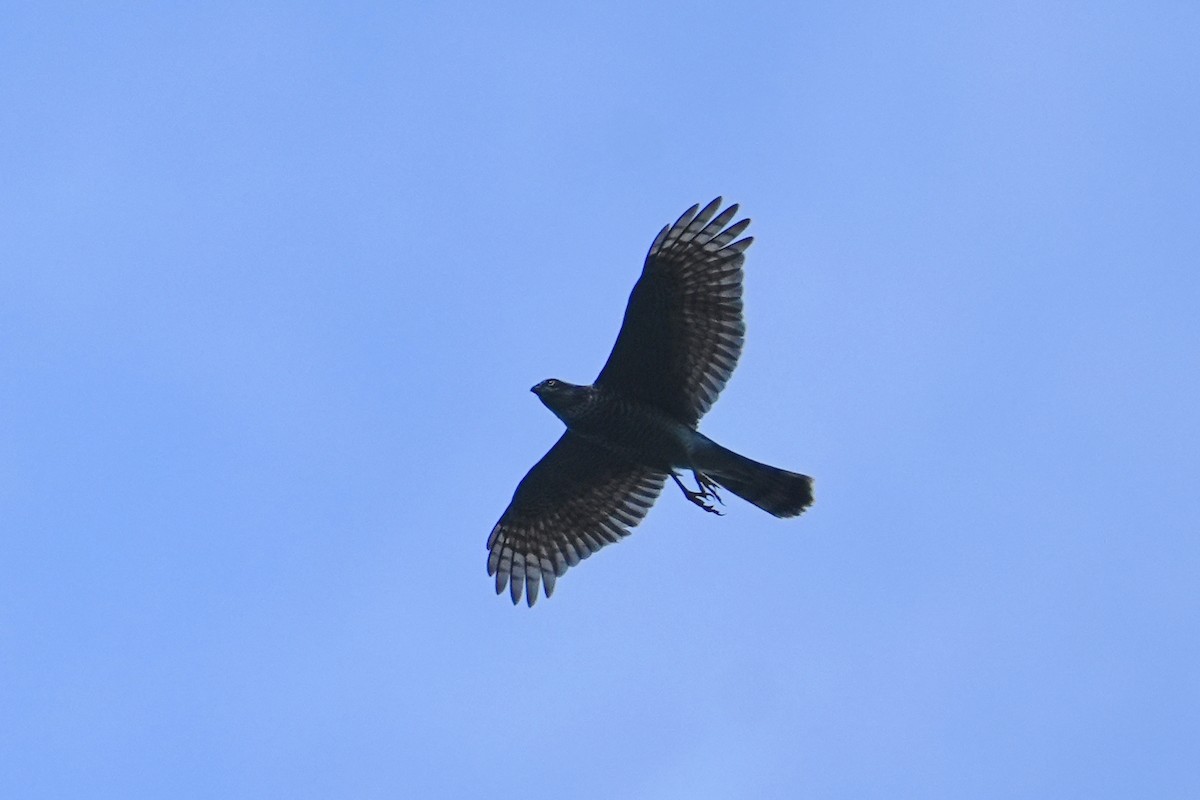 Gabirai arrunta - ML647678534