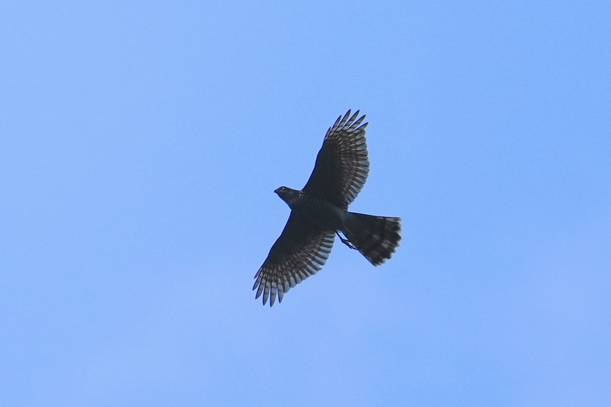 Gabirai arrunta - ML647678536