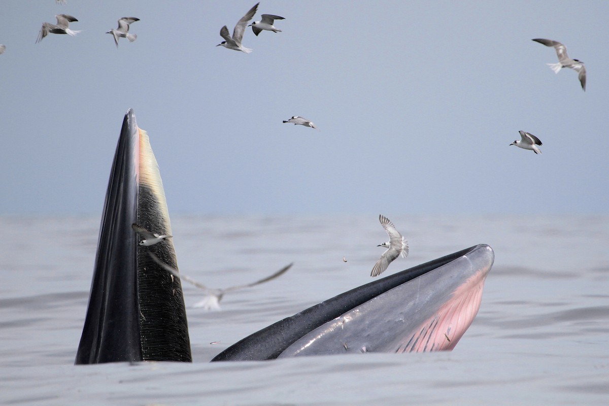 Itsas enara hegalzuria - ML647678537