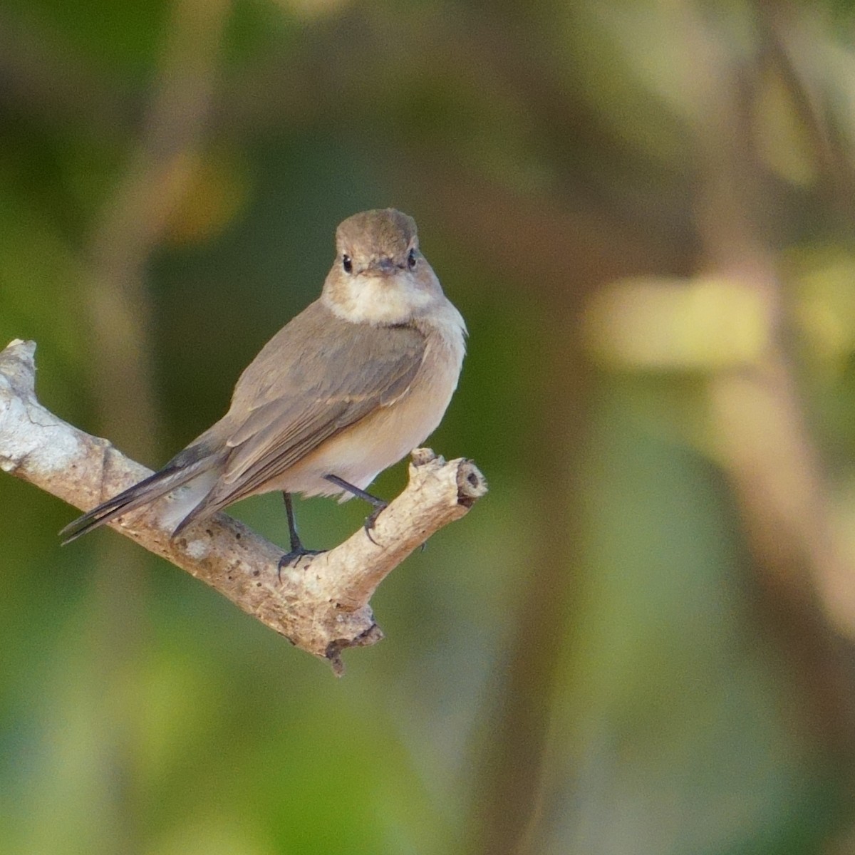 Euli-txori papargorria - ML647678540