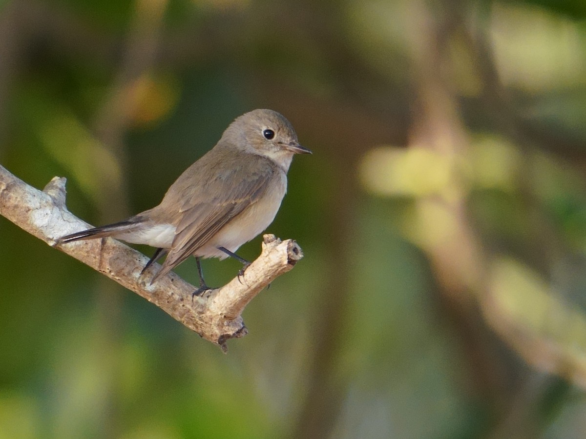 Euli-txori papargorria - ML647678541