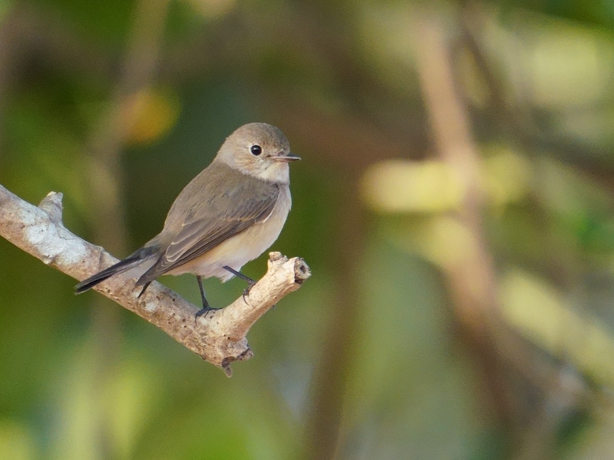 Euli-txori papargorria - ML647678542