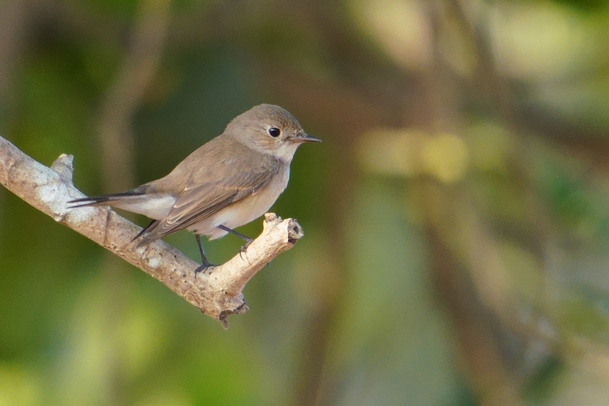 Euli-txori papargorria - ML647678543