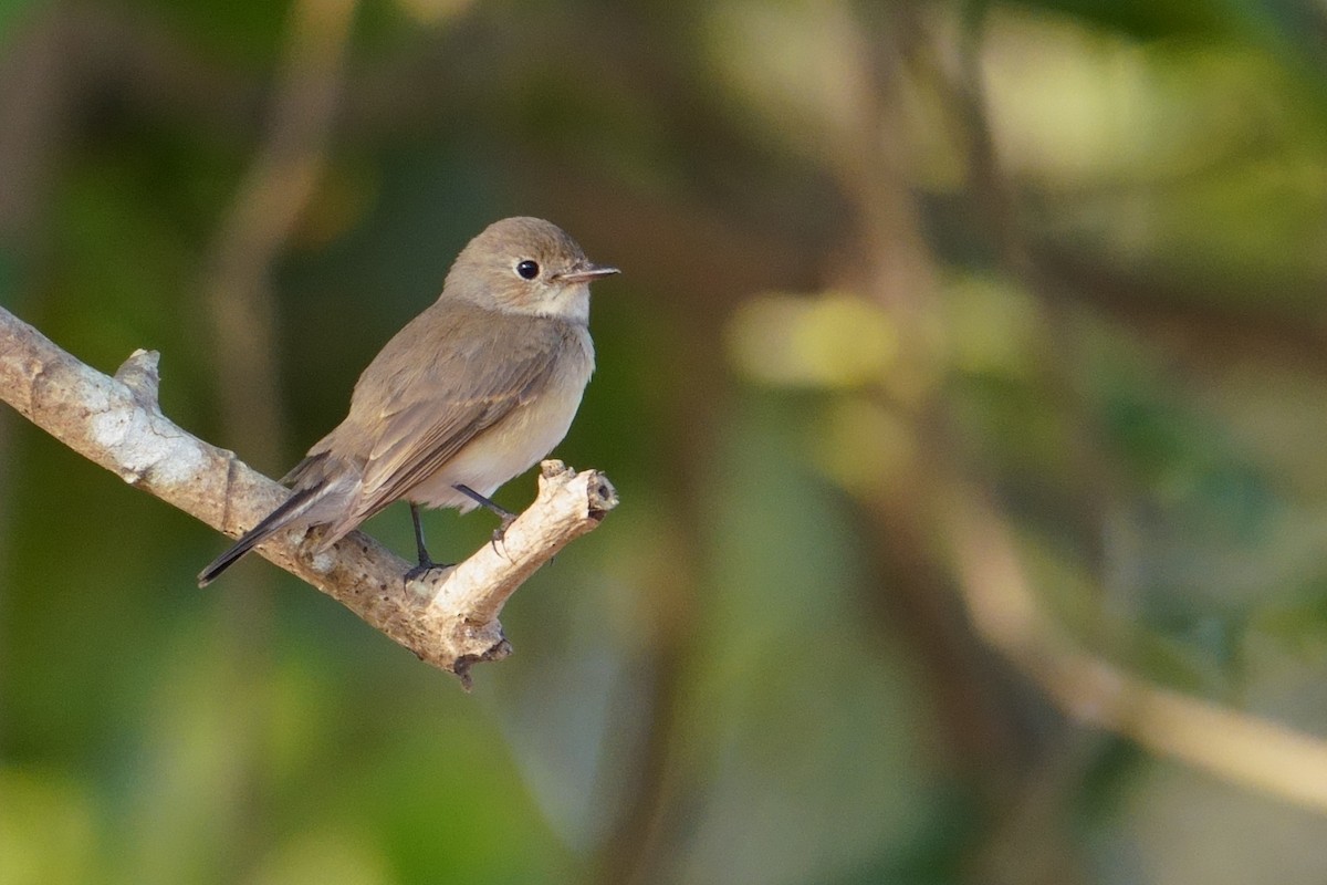 Euli-txori papargorria - ML647678544