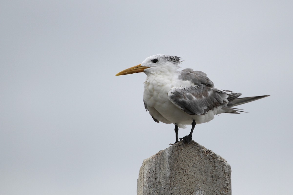 Great Crested Tern - ML647678546