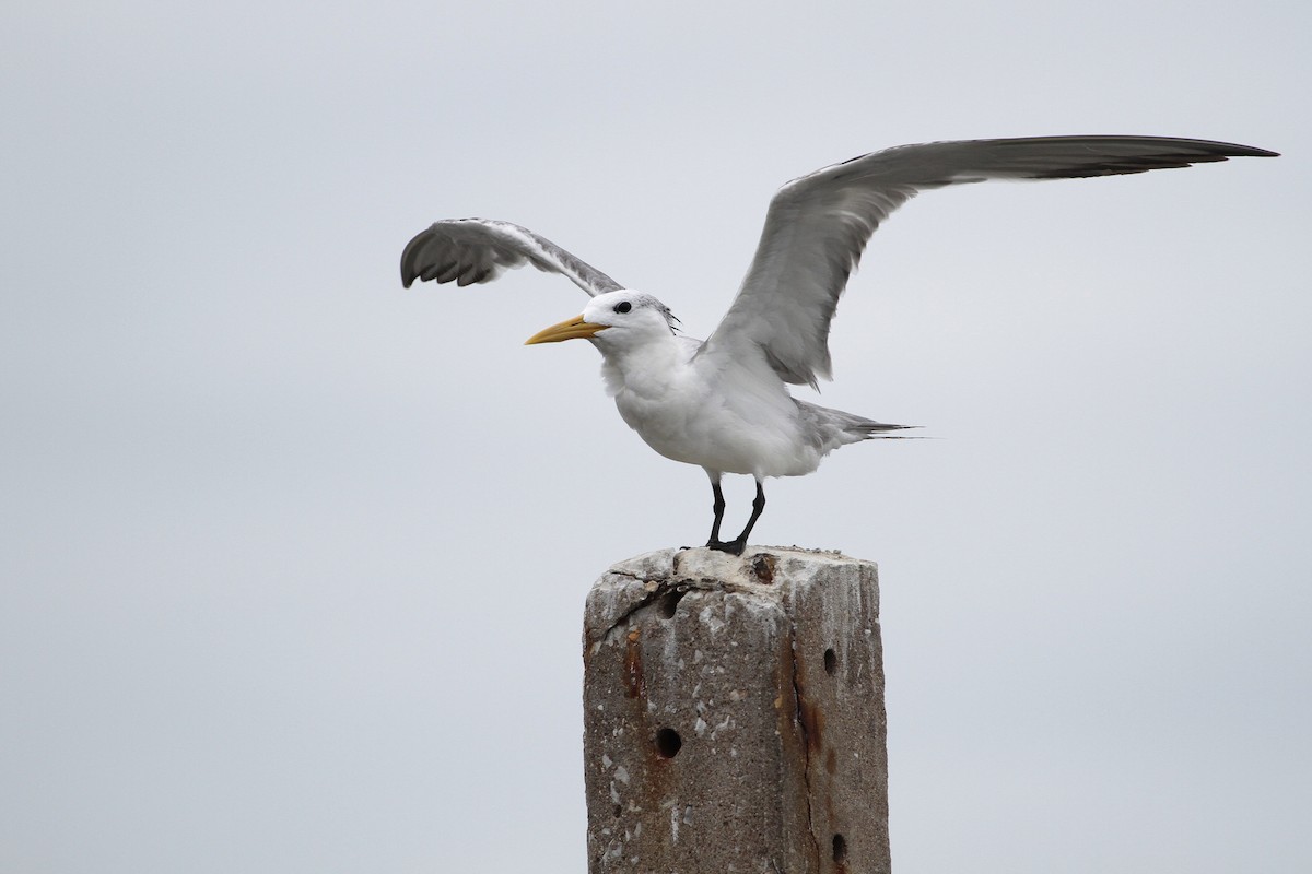 Great Crested Tern - ML647678547