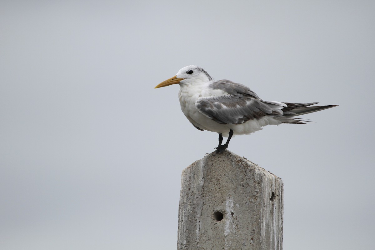 Great Crested Tern - ML647678548