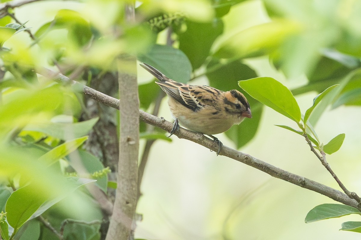 Pin-tailed Whydah - ML647678552