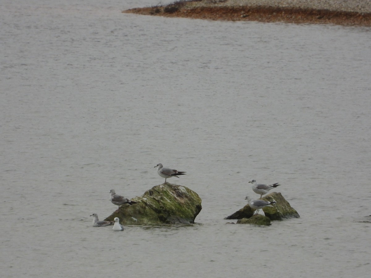 Kaio mokohoria - ML647678553