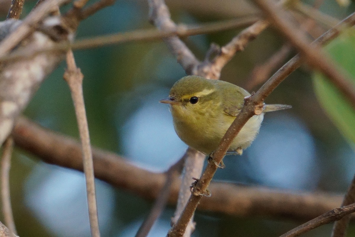 Txio kaukasoarra - ML647678554