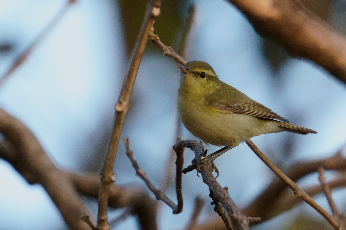 Txio kaukasoarra - ML647678555