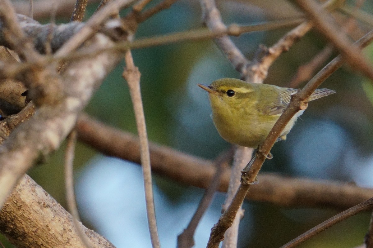 Txio kaukasoarra - ML647678556