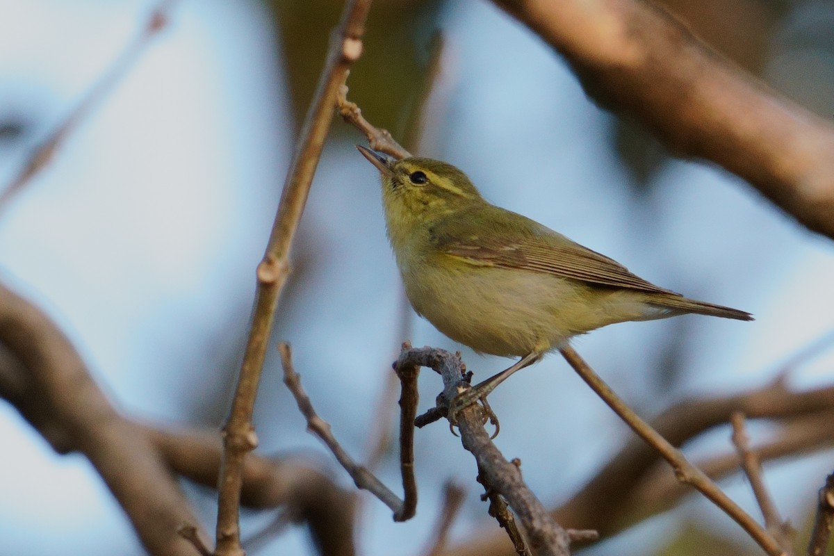 Txio kaukasoarra - ML647678557