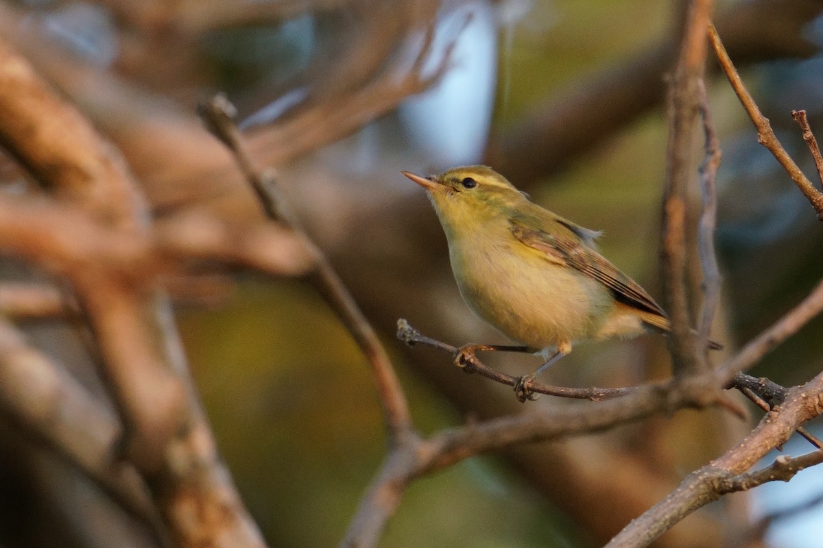 Txio kaukasoarra - ML647678558