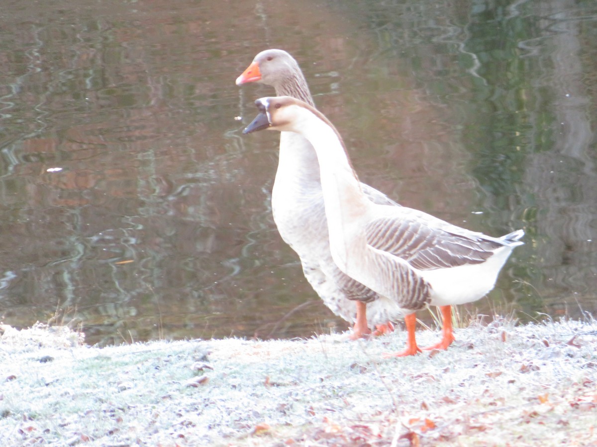 Antzara hankagorrizta - ML647678570