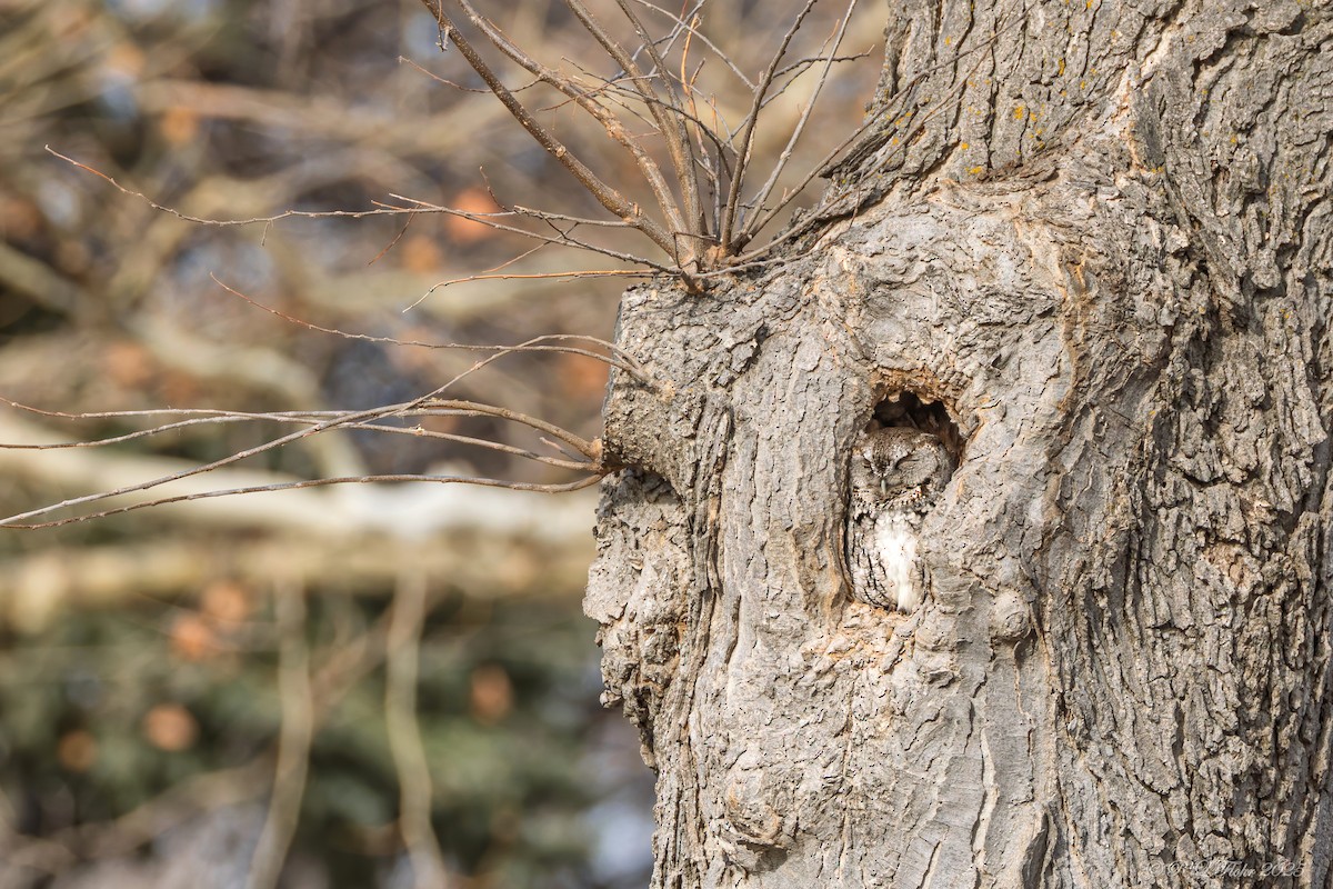 Doğulu Puhucuk - ML647678574