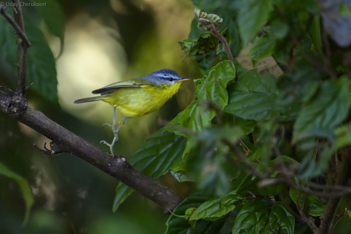 Gri Başlı Sarı Çıvgın - ML647678579