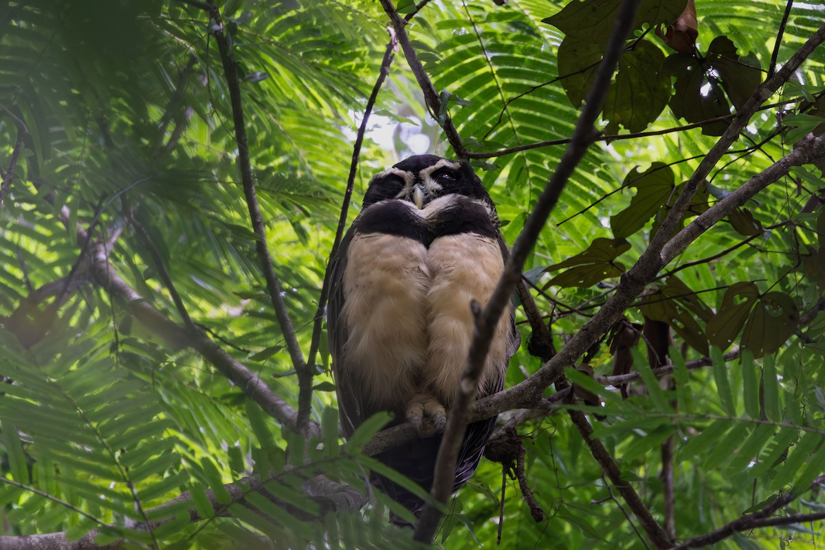 Gözlüklü Baykuş - ML647678586