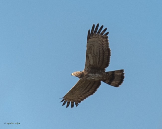 Tepeli Arı Şahini - ML647678587