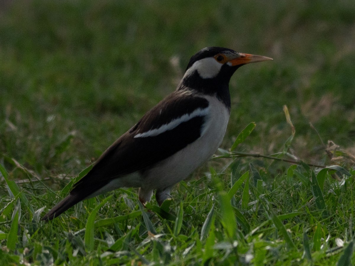 Hint Alaca Sığırcığı - ML647678589