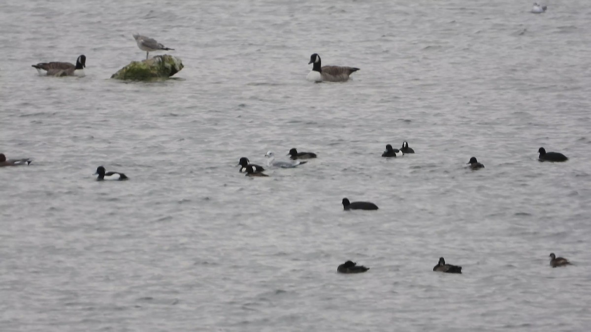 Tepeli Patka - ML647678590