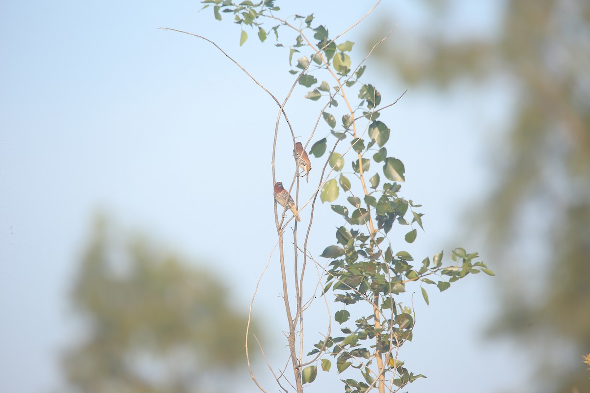 Pullu Munya - ML647678591