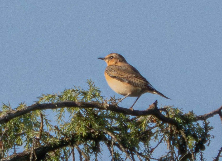 Kuyrukkakan - ML647678593