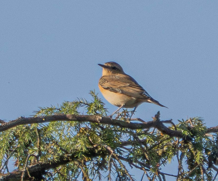 Kuyrukkakan - ML647678594