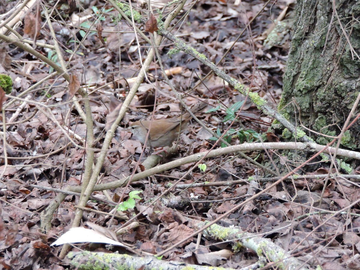 Kamışbülbülü - ML647678596