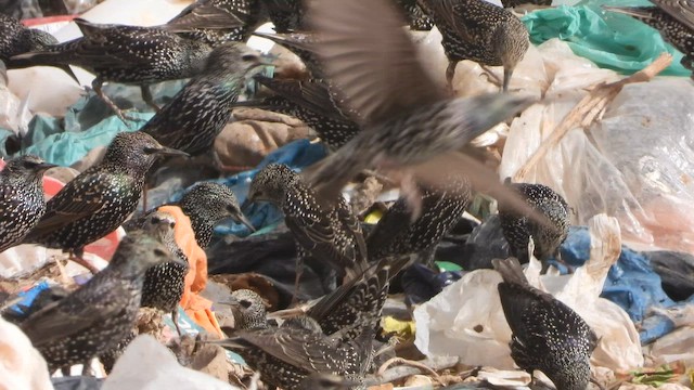 špaček obecný - ML647678599