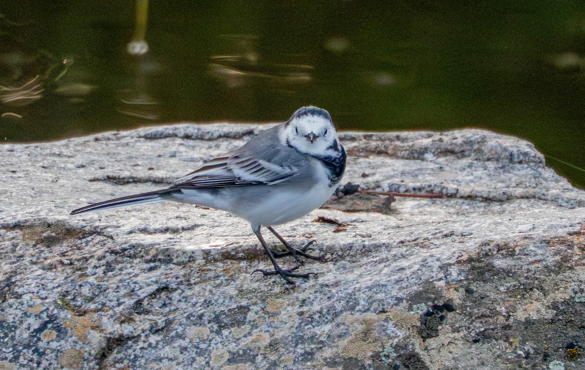 Ak Kuyruksallayan - ML647678601