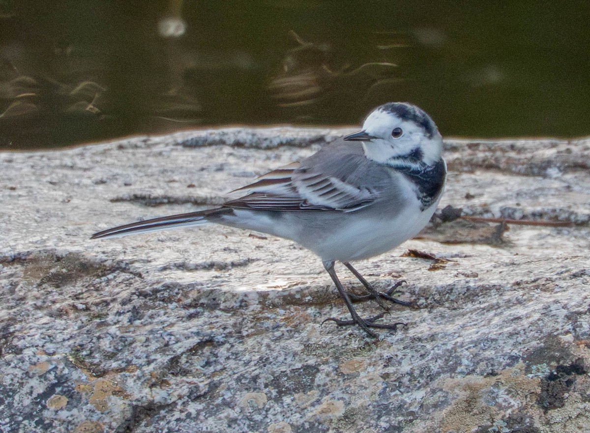 Ak Kuyruksallayan - ML647678602