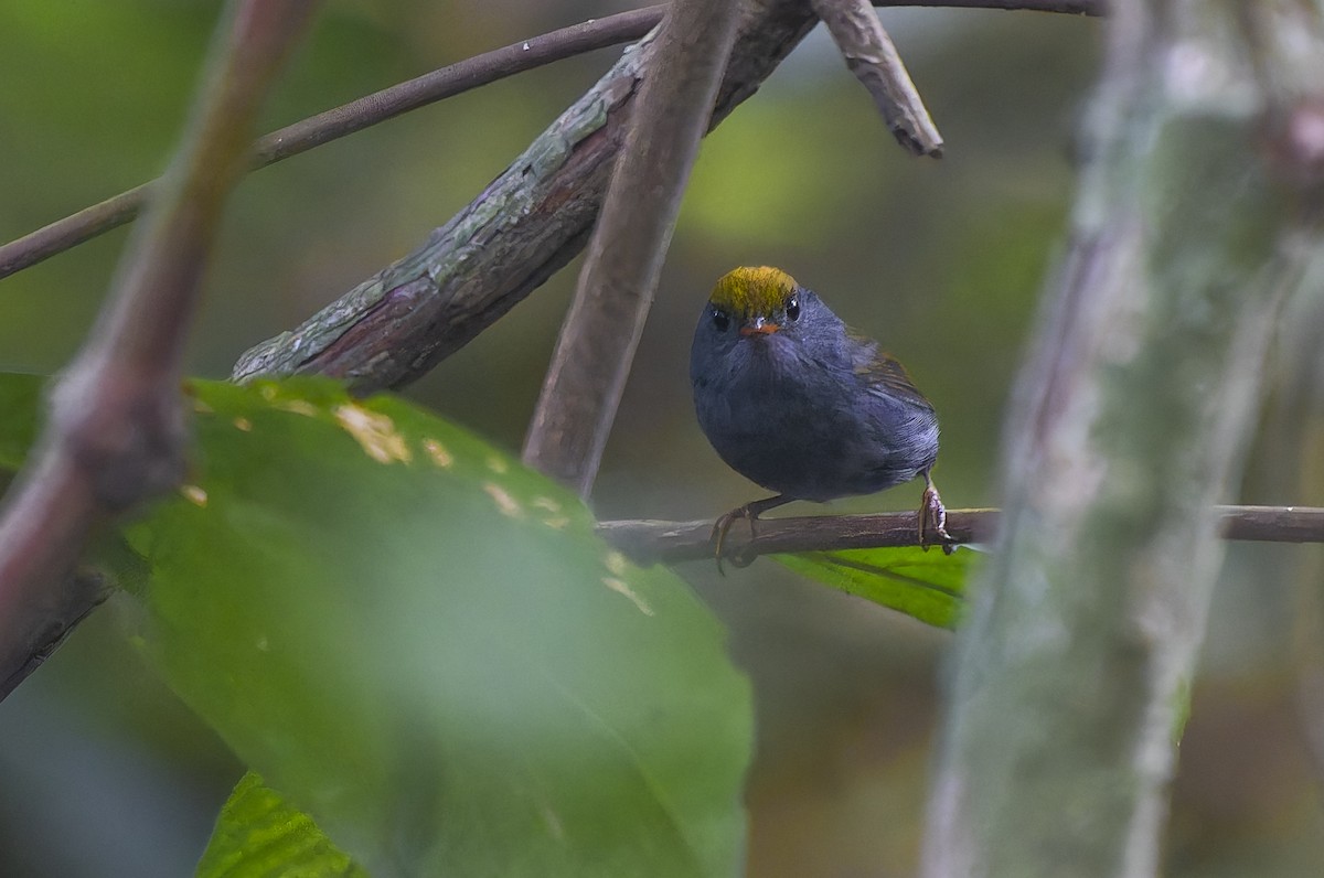 Kurşuni Karınlı Tesya - ML647678603